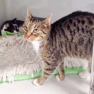 Kätzin Isa aus der Beschlagnahmung vom 22. Jan. '16 / © 2016 Arche KaNaum (DN)