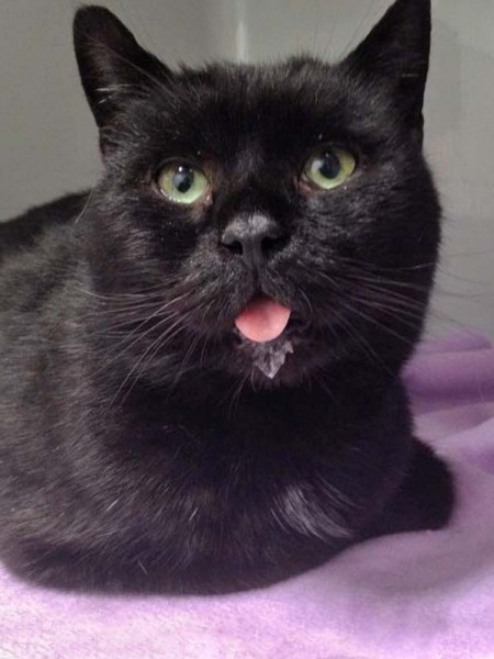 Kater Titus aus der Beschlagnahmung vom 22. Jan. '16 / © 2016 Arche KaNaum (DN)