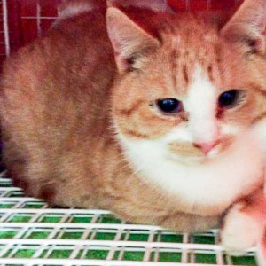 Katze aus der Kastrations-Aktion vom 27. Jan. ’16 / © 2016 Arche KaNaum (DN) Katze aus der Kastrations-Aktion vom 27. Jan. '16 / © 2016 Arche KaNaum (DN)