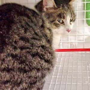 Katze aus der Kastrations-Aktion vom 27. Jan. ’16 / © 2016 Arche KaNaum (DN) Katze aus der Kastrations-Aktion vom 27. Jan. '16 / © 2016 Arche KaNaum (DN)