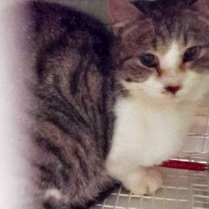 Katze aus der Kastrations-Aktion vom 27. Jan. ’16 / © 2016 Arche KaNaum (DN) Katze aus der Kastrations-Aktion vom 27. Jan. '16 / © 2016 Arche KaNaum (DN)