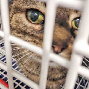 Katze aus der Kastrations-Aktion vom 27. Jan. ’16 / © 2016 Arche KaNaum (DN) Katze aus der Kastrations-Aktion vom 27. Jan. '16 / © 2016 Arche KaNaum (DN)