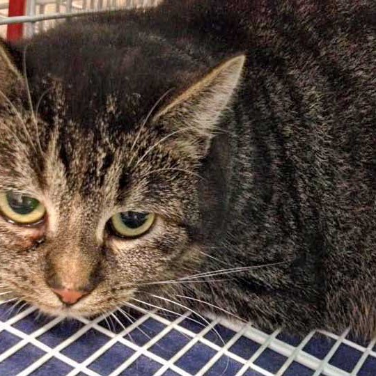 Katze aus der Kastrations-Aktion vom 27. Jan. ’16 / © 2016 Arche KaNaum (DN) Katze aus der Kastrations-Aktion vom 27. Jan. '16 / © 2016 Arche KaNaum (DN)