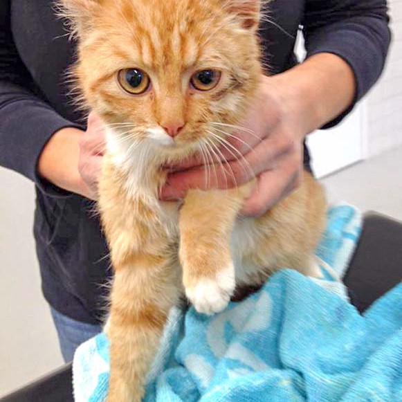 Kater Linus / © 2016 Arche KaNaum (DN) Kater Linus / © 2016 Arche KaNaum (DN)