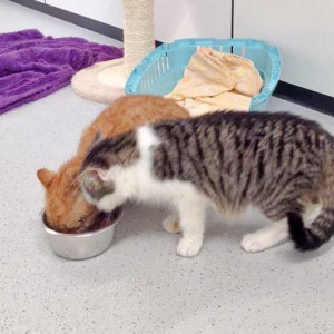 Kater Bingo (v.) mit Linus / © 2016 Arche KaNaum (DN) Kater Bingo (v.) mit Linus / © 2016 Arche KaNaum (DN)