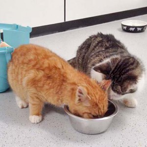 Kater Linus (l.) mit Bingo / © 2016 Arche KaNaum (DN) Kater Linus (l.) mit Bingo / © 2016 Arche KaNaum (DN)