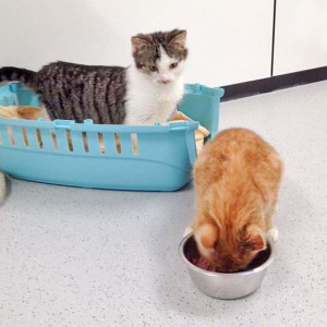 Kater Linus (v.) mit Bingo / © 2016 Arche KaNaum (DN) Kater Linus (v.) mit Bingo / © 2016 Arche KaNaum (DN)