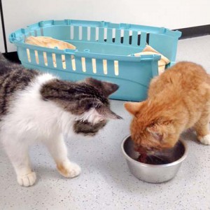 Kater Linus (r.) mit Bingo / © 2016 Arche KaNaum (DN) Kater Linus (r.) mit Bingo / © 2016 Arche KaNaum (DN)