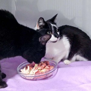 Kater Momo (h.) mit Schwester Emmi / © 2016 Arche KaNaum (DN)