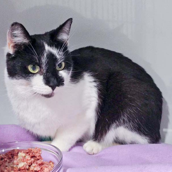 Kater Momo  / © 2016 Arche KaNaum (DN) Kater Momo / © 2016 Arche KaNaum (DN)