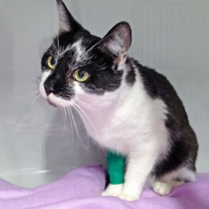 Kater Momo / © 2016 Arche KaNaum (DN)