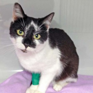 Kater Momo / © 2016 Arche KaNaum (DN)