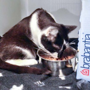 Kater Momo / © 2016 Arche KaNaum (DN)