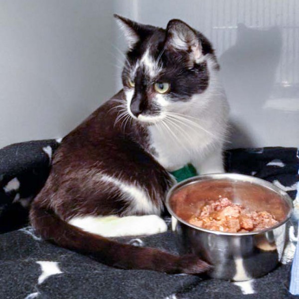 Kater Momo  / © 2016 Arche KaNaum (DN) Kater Momo / © 2016 Arche KaNaum (DN)