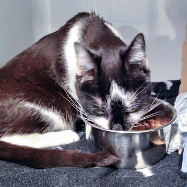 Kater Momo / © 2016 Arche KaNaum (DN)