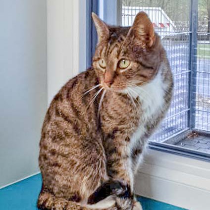 Kätzin Isa aus der Beschlagnahmung vom 22. Jan. ’16 / © 2016 Arche KaNaum (DN) Kätzin Isa aus der Beschlagnahmung vom 22. Jan. '16 / © 2016 Arche KaNaum (DN)