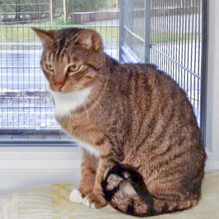 Kater Krümel aus der Beschlagnahmung vom 22. Jan. '16 / © 2016 Arche KaNaum (DN)