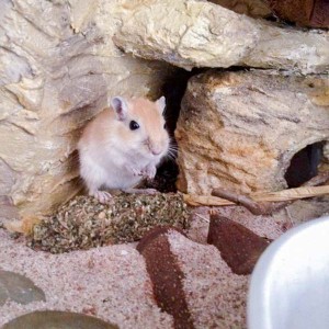 Wüstenrennmaus Siegberta / © 2016 Arche KaNaum (DN)