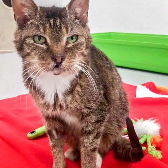 Kätzin Oma Gabi / © 2016 Arche KaNaum (DN)