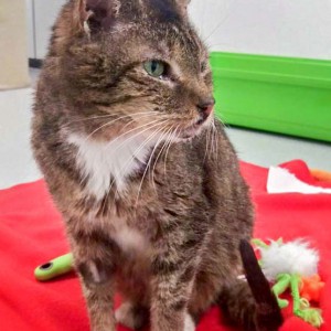 Ganz neugierig: Kätzin Oma Gabi / © 2016 Arche KaNaum (DN)