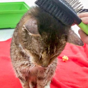 Ganz pflegebedürftig: Kätzin Oma Gabi / © 2016 Arche KaNaum (DN)