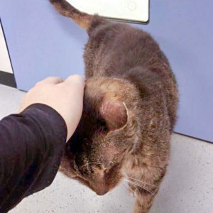 Ganz verschmust: Kätzin Oma Gabi / © 2016 Arche KaNaum (DN)