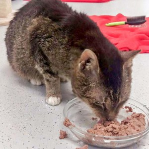 Ganz schön verfressen: Kätzin Oma Gabi / © 2016 Arche KaNaum (DN)