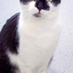 Kater Momo / © 2016 Arche KaNaum (DN) Kater Momo / © 2016 Arche KaNaum (DN)