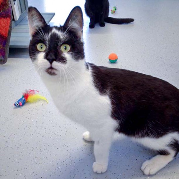 Kater Momo / © 2016 Arche KaNaum (DN) Kater Momo / © 2016 Arche KaNaum (DN)