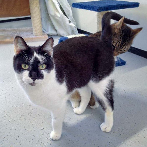 Kater Momo / © 2016 Arche KaNaum (DN) Kater Momo / © 2016 Arche KaNaum (DN)