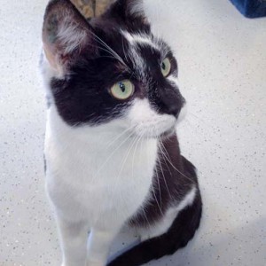 Kater Momo / © 2016 Arche KaNaum (DN)