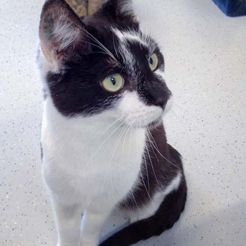 Kater Momo / © 2016 Arche KaNaum (DN) Kater Momo / © 2016 Arche KaNaum (DN)