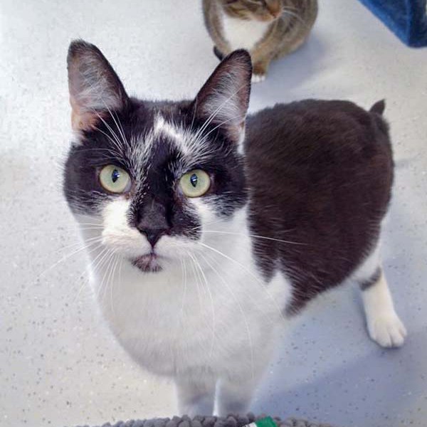 Kater Momo / © 2016 Arche KaNaum (DN) Kater Momo / © 2016 Arche KaNaum (DN)