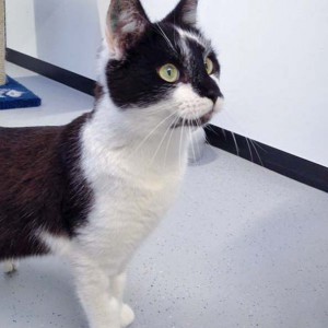 Kater Momo / © 2016 Arche KaNaum (DN)