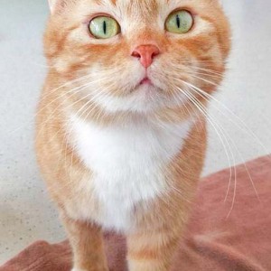 Kätzin Else  / © 2016 Arche KaNaum (DN) Kätzin Else / © 2016 Arche KaNaum (DN)