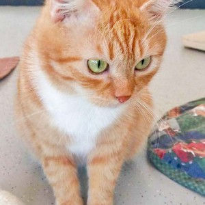 Kätzin Else  / © 2016 Arche KaNaum (DN) Kätzin Else / © 2016 Arche KaNaum (DN)