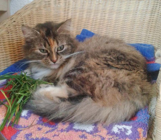 Kätzin Ramira im neuen Zuhause / © 27.02.'16 Privat