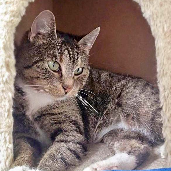 Kätzin Isa / © 2016 Arche KaNaum (DN)