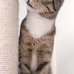 Kater Krümel / © 2016 Arche KaNaum (DN)