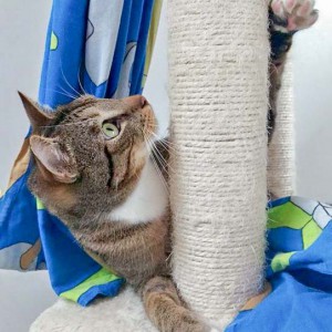 Kater Krümel / © 2016 Arche KaNaum (DN)