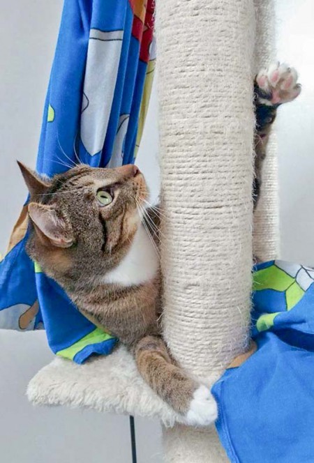 Kater Krümel / © 2016 Arche KaNaum (DN)