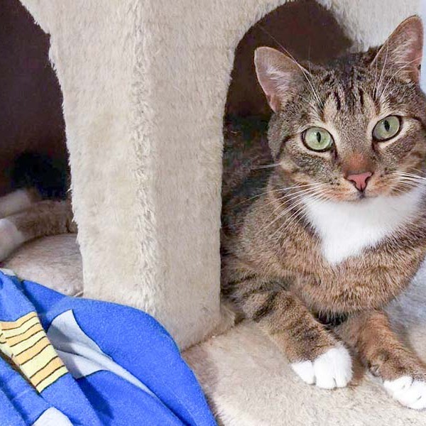 Kater Krümel / © 2016 Arche KaNaum (DN)