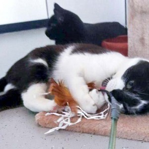 Kater Momo / © 2016 Arche KaNaum (DN)