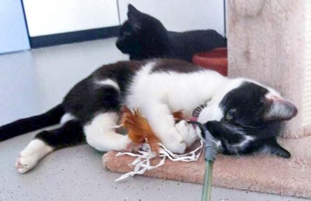 Kater Momo / © 2016 Arche KaNaum (DN)