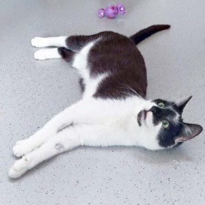 Kater Momo / © 2016 Arche KaNaum (DN)