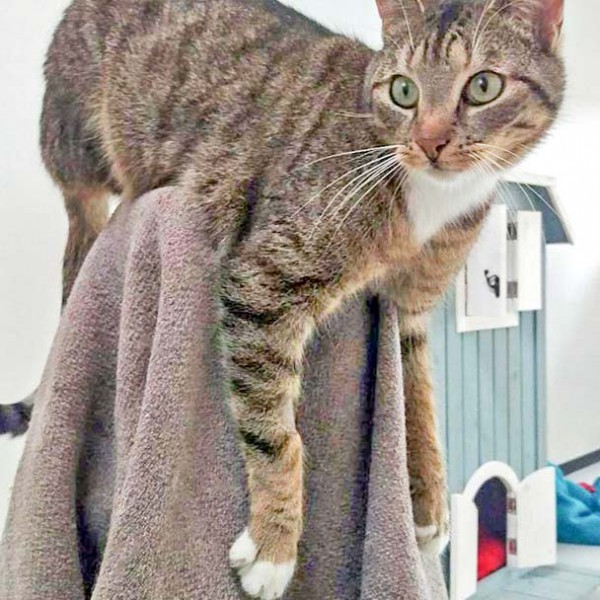 Kater Krümel / © 2016 Arche KaNaum (DN)