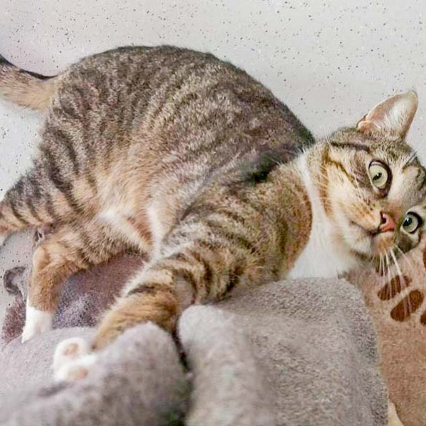 Kater Krümel / © 2016 Arche KaNaum (DN)