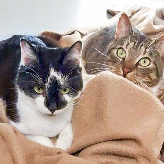 Kater Momo (l.) und Krümel / © 2016 Arche KaNaum (DN)