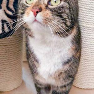 Wieder fit: Kätzin Schlitzohr / © 2016 Arche KaNaum (DN)