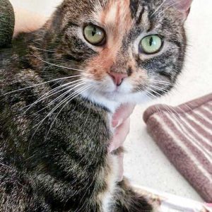 Wieder fit: Kätzin Schlitzohr / © 2016 Arche KaNaum (DN)